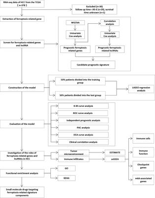 Identification of a Ferroptosis-Related Signature Model Including mRNAs and lncRNAs for Predicting Prognosis and Immune Activity in Hepatocellular Carcinoma